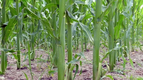 Young corn plants Stock Footage 91221402