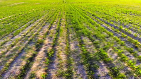 Young corn plants Stock Footage 91568841