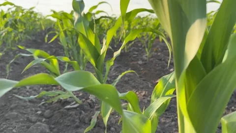 Young Corn Plants Stock Footage 310494040