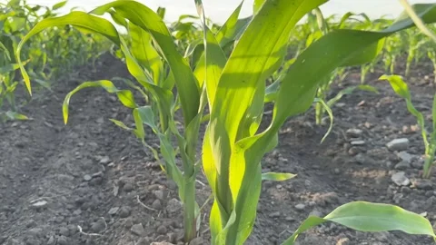 Young Corn Plants Stock Footage 310494125
