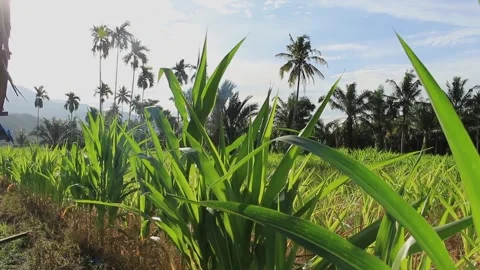 Young corn plants in the garden accompanied by the setting sun Video stock 246430331