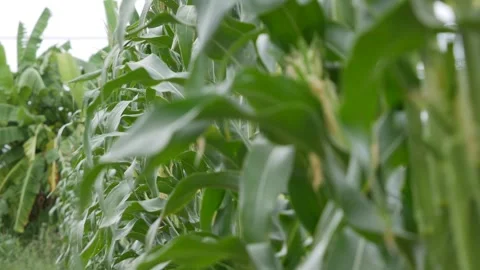 Young corn plants growing in dense rows across a field under a bright sky. Growt Stock Footage 344710828