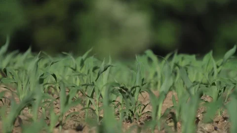 Young Corn Plants Growing in the Field Telephoto Shallow Depth Stock Footage 108364666