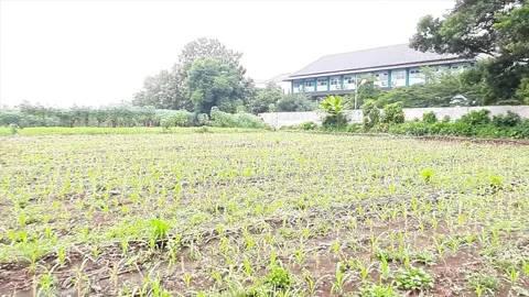 Young corn plants growing in a field near a building and banana trees. Video stock 301085930