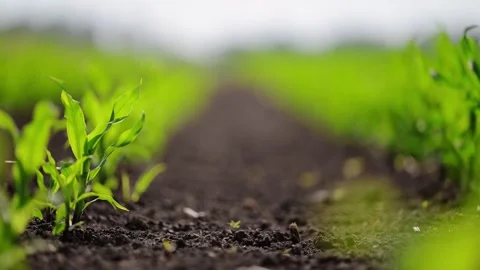 Young corn plants growing in a lush spring field, filmed in slow motion. Stock Footage 295364883