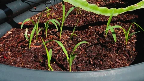 Young corn plants growing in a raised bed Video stock 337569464