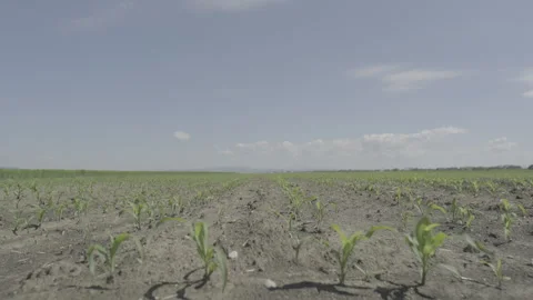 Young corn plants growing in rows under clear blue sky, flat color profile Stock Footage 336440938