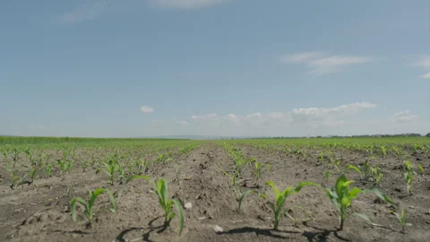 Young corn plants growing in rows under clear blue sky, low angle shot 4K Stock Footage 336441005