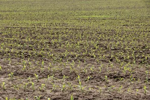 Young corn plants growing in rows on a large field with brown soil Stock Photos
