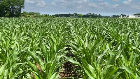 Young corn plants moved by the wind Stock Footage 277722081