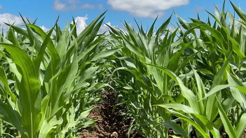 Young corn plants moved by the wind grown in the field Stock Footage 277723691