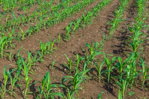 Young corn plants Stock Photos