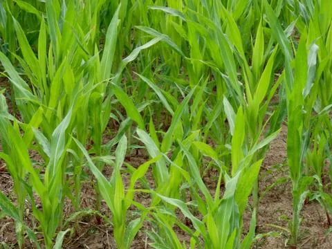 Young corn plants Stock Photos