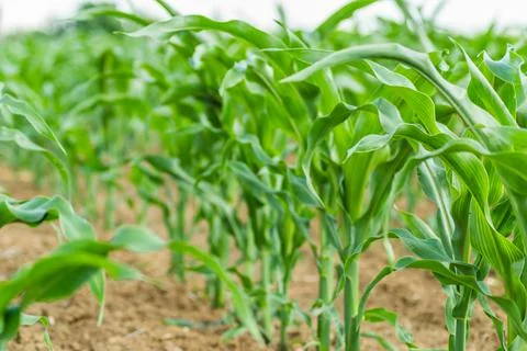 Young Corn Plants. Stock Photos