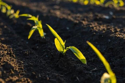 Young corn plants push through dark, fertile soil, reaching towards the sun.. Stock Photos