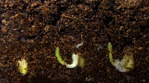 Young corn plants sprout from earth. Fresh shoots and curled leaves in warm Stock Footage 343952313