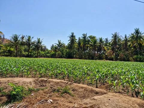 Young corn plants sprouting in the field, with rows of coconut trees in the.. Stock Photos