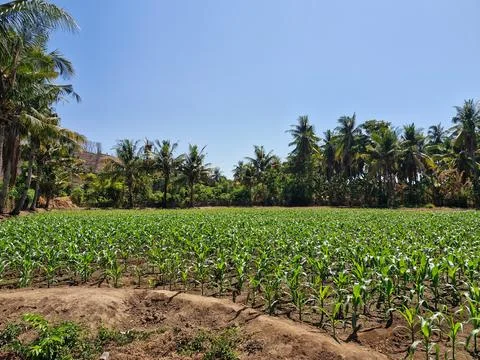 Young corn plants sprouting in the field, with rows of coconut trees in the.. Stock Photos