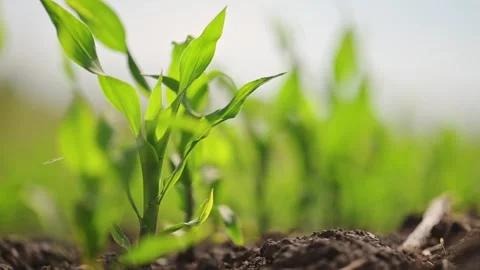Young corn plants sprouting on a green field, filmed in slow motion during Stock Footage 295866064