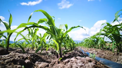 Young corn plants swayed in the breeze on a clear-sky day Stock Footage 259124138
