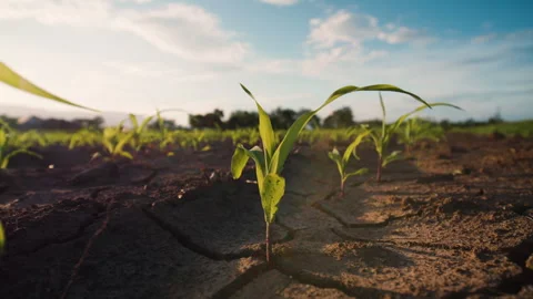 Young corn plants swaying in the evening breeze in the cornfield Stock Footage 260241437
