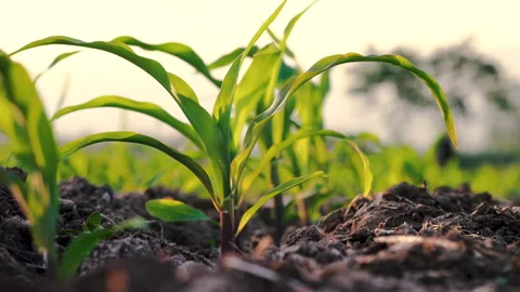 Young corn plants swaying in the evening breeze in the cornfield Stock Footage 260324606