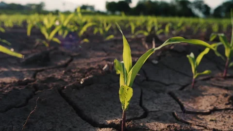 Young corn plants swaying in the evening breeze in the cornfield Stock Footage 260479752