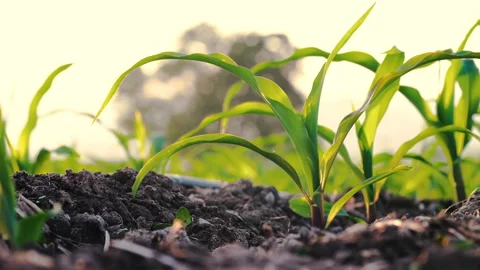 Young corn plants swaying in the evening breeze in the cornfield Stock Footage 260480080