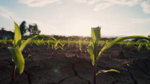 Young corn plants swaying in the evening breeze in the cornfield Stock Footage 261049568