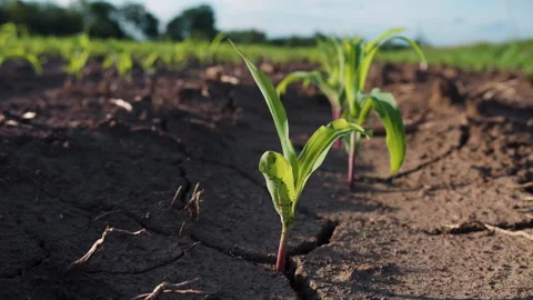 Young corn plants swaying in the evening breeze in the cornfield Video stock 261996714
