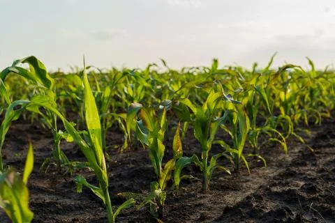 Young corn plants thrive under the warm summer sunlight Stock Photos
