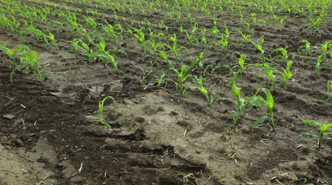 Young corn plants at wind Stock Footage 59939914