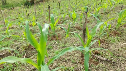 Young Corn Plants (Zea mays) Blown by the Wind on a 4K Plantation Stock Footage 237706145