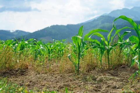 Young corn plants Zea mays growing in field with mountains background Fotos Stock
