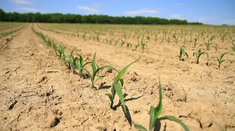 Young Corn in Rows - Blue sky Stock Footage 11024290