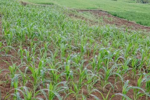 Young Corn Rows in Fertile Soil Stock Photos