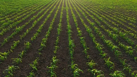 Young corn rows growing across fertile agricultural soil. Early season maize Stock Footage 345714765
