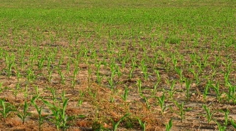 Young Corn in a Rural Field Stock Footage 50032313