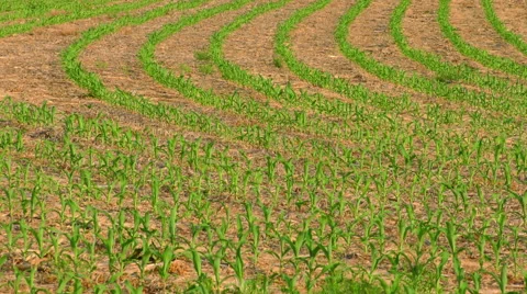 Young Corn in a Rural Field Stock Footage 50032569