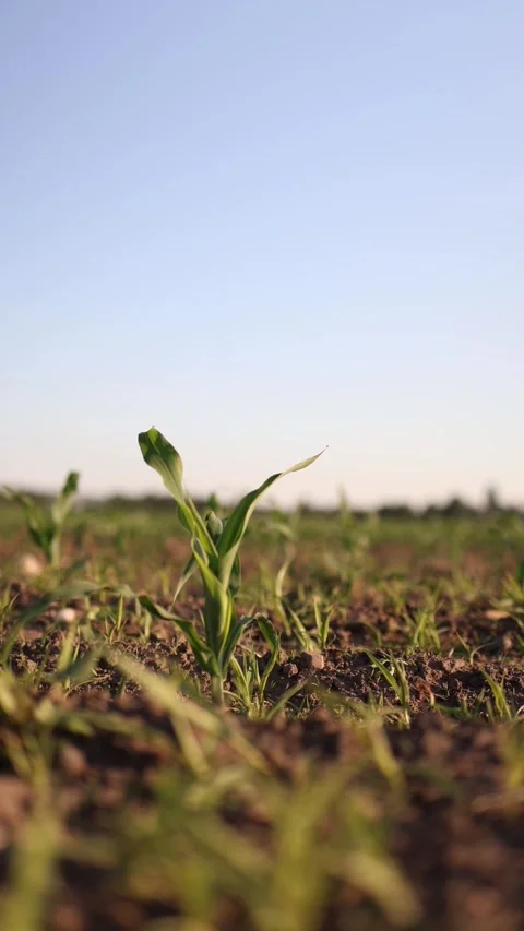 Young corn seedling Stock-Footage 337941219