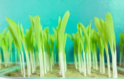 Young corn seedling growing Stock Photos