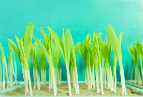 Young corn seedling growing Stock Photos