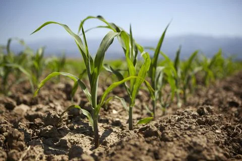 Young corn seedling grows at spring Stock Photos