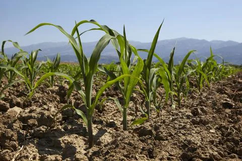 Young corn seedling grows at spring Stock Photos
