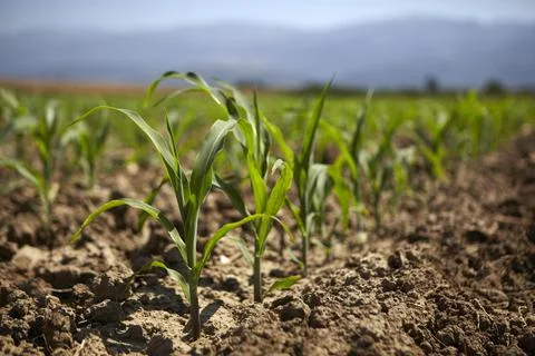 Young corn seedling grows at spring Stock Photos