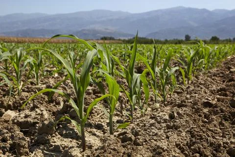 Young corn seedling grows at spring Stock Photos