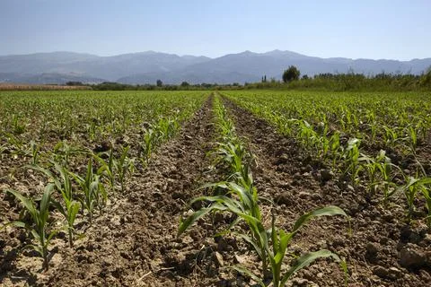 Young corn seedling grows at spring Stock Photos
