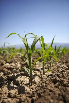 Young corn seedling grows at spring Stock Photos