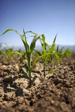 Young corn seedling grows at spring Stock Photos