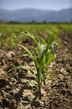 Young corn seedling grows at spring Stock Photos